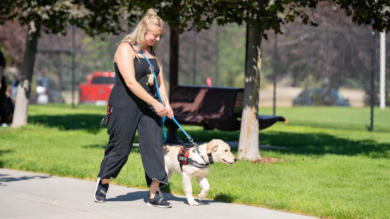 How Dog Training Elite Helps Individuals With Mental Health Challenges