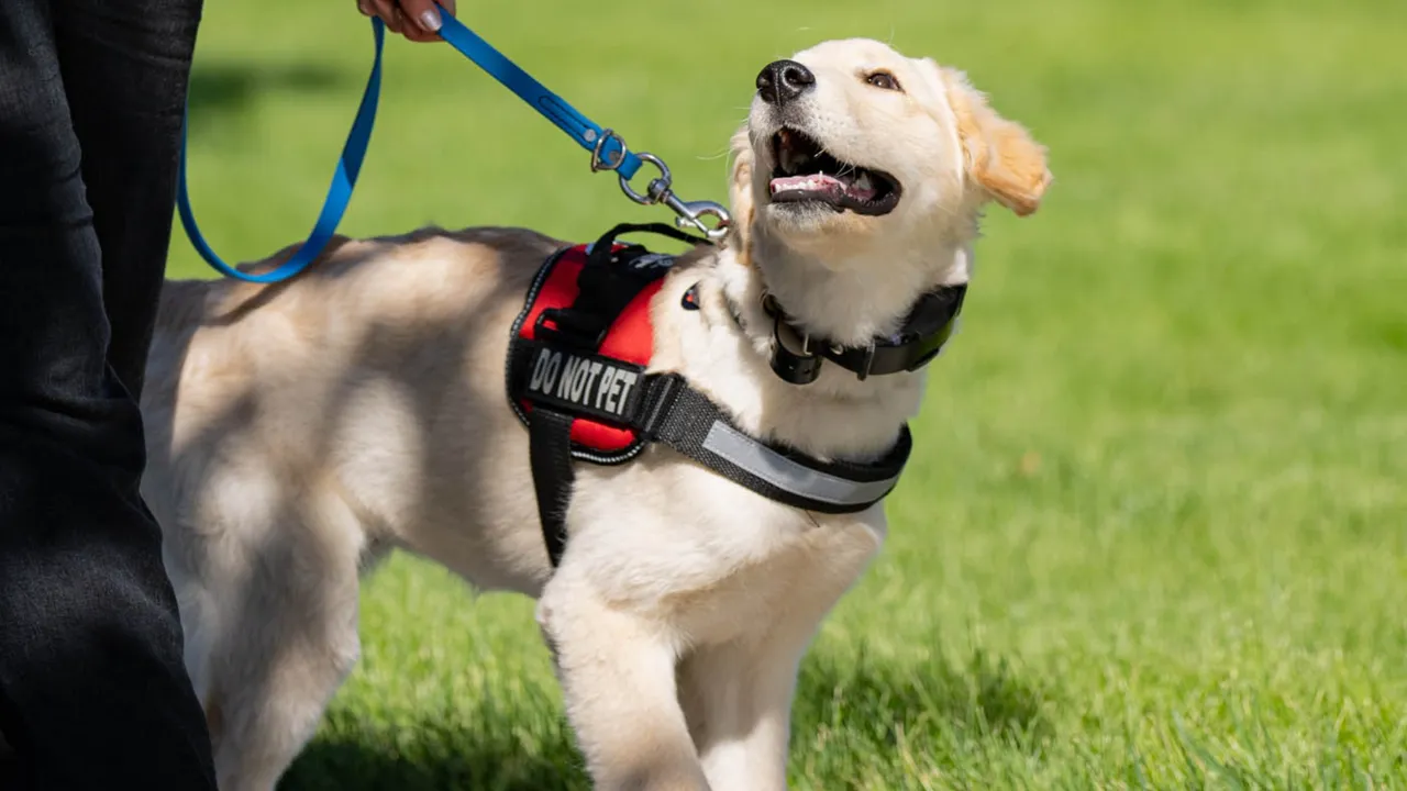 Photo of service dog wearing red "DO NOT PET" vest, on a blue leash, looking up at handler