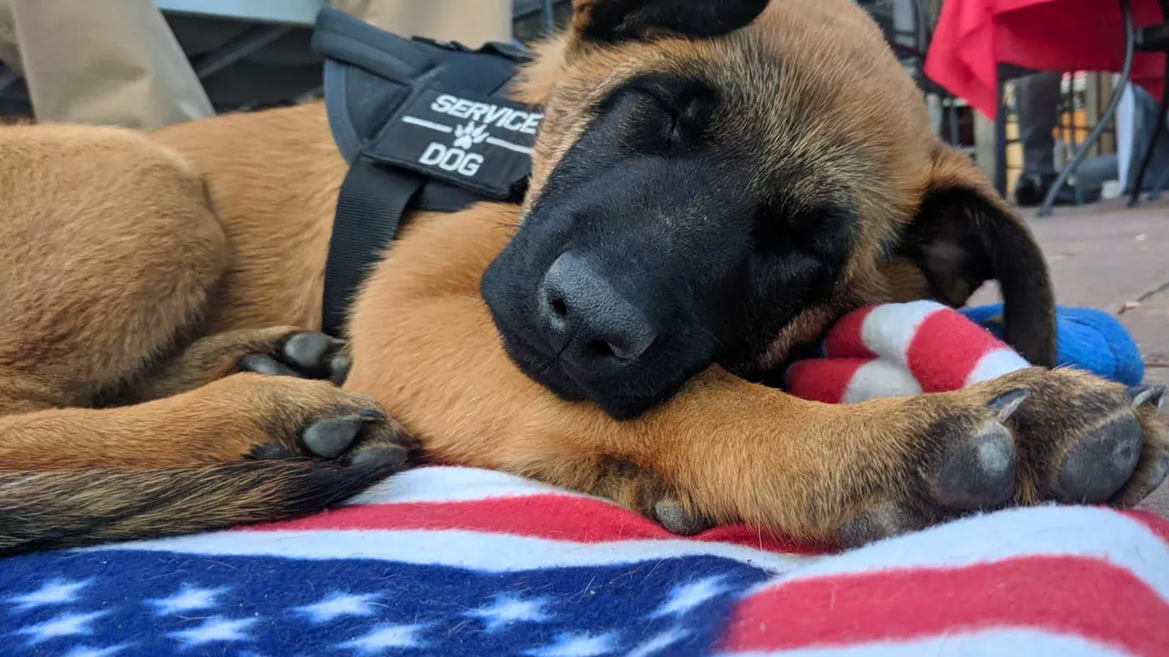 Dog Training Elite -Tips-to-Ease-Dog Anxiety-for-4th of July- July-2025