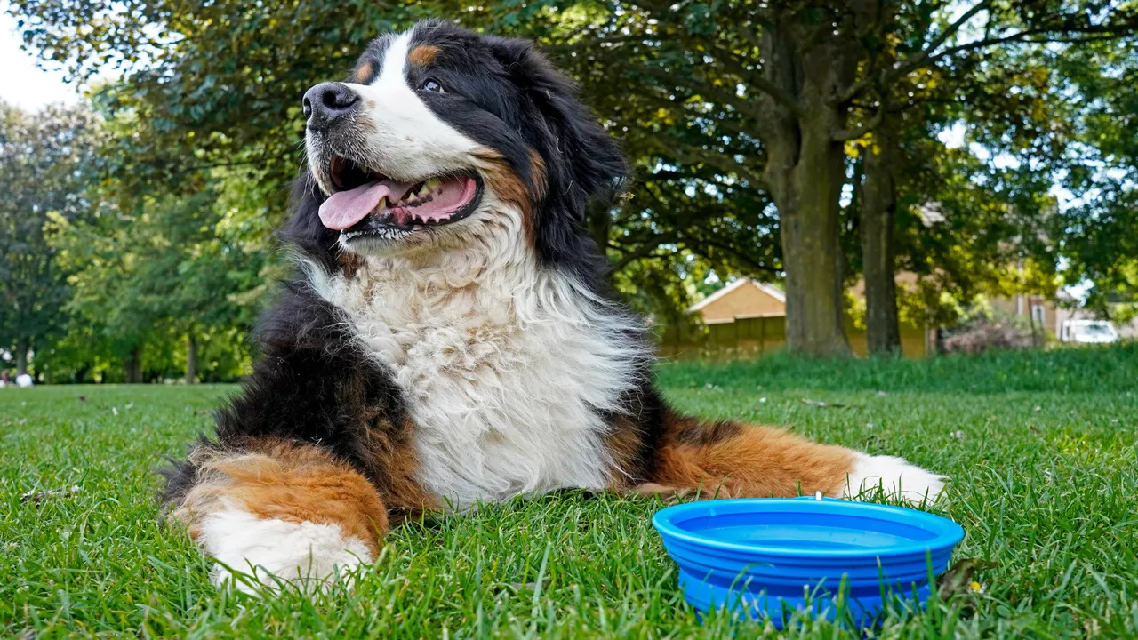 Photo of large dog lying in grassy area with blue collapsible water bowl at feet