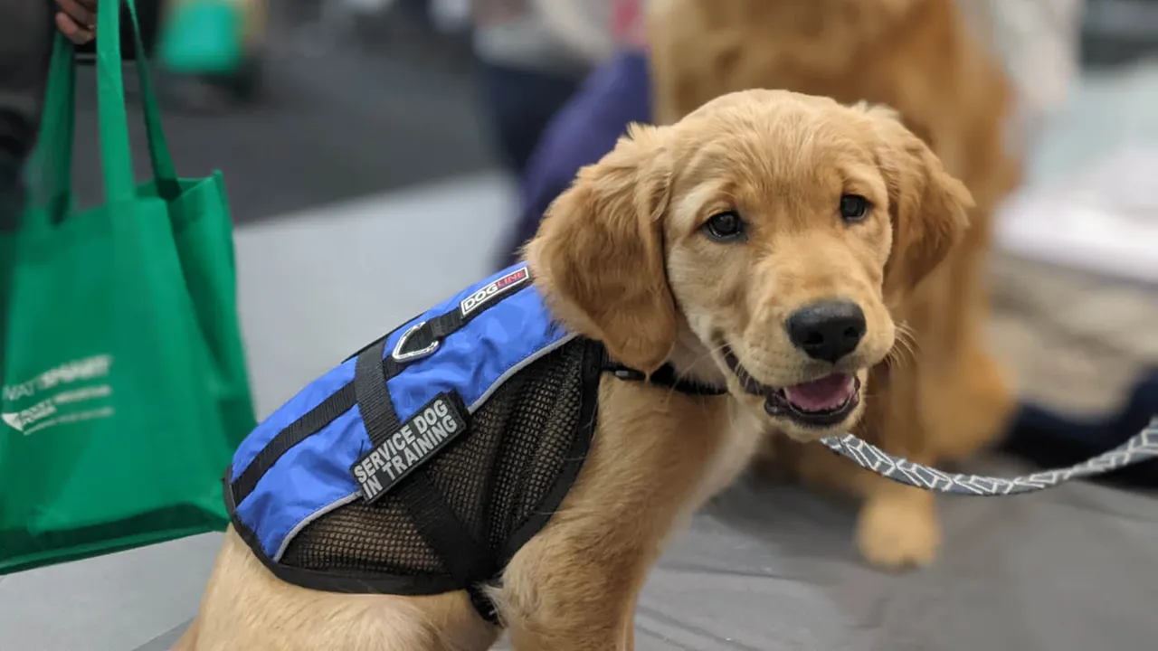 Dog Training Elite Franchise - DTE - National Service Dog Month - 1851 Franchise