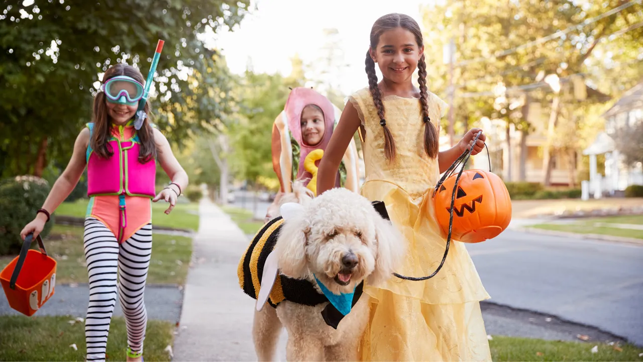 How To Keep Your Dog Safe and Calm This Halloween, According to Dog Training Experts