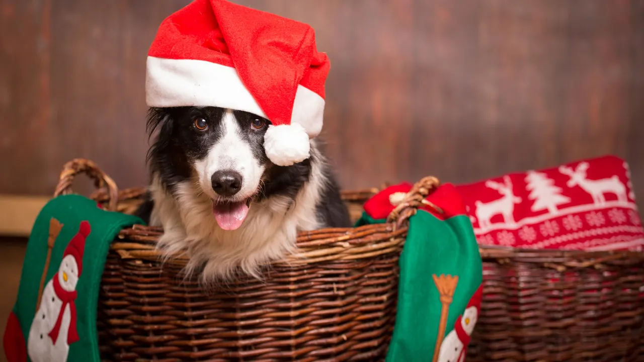 photo of black and white dog, wearing a Santa hat, sitting in a wicker basket with Christmas decor