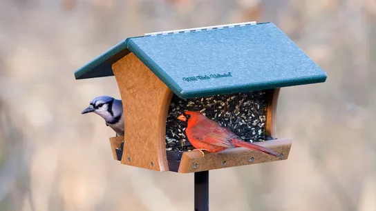 wild birds unlimited