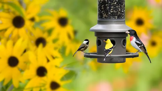 wild birds unlimited
