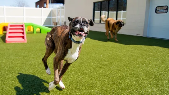K9 Resorts