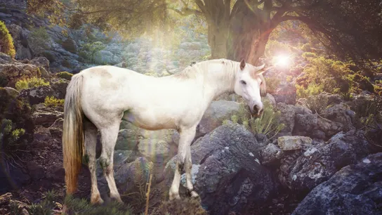 unicorn LTO
