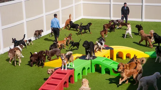 K9 Resorts
