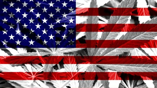 Palm Beach Vapors franchise