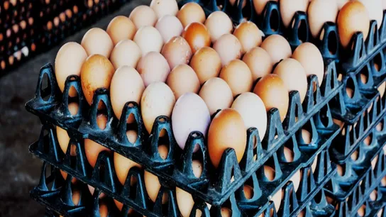 egg prices