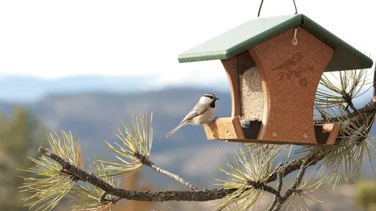 Wild Birds Unlimited
