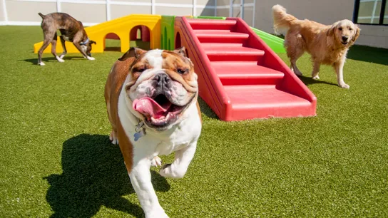K9 Resorts, Dogs