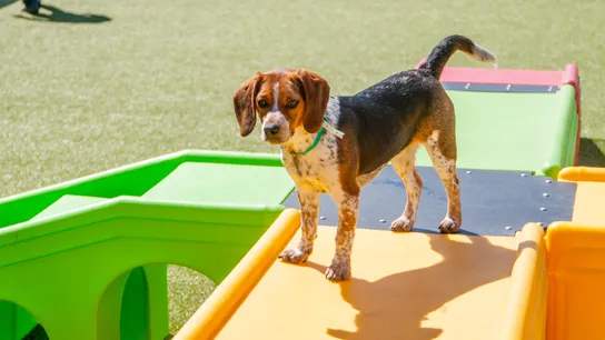 the pet care industry is one of the hottest franchise industries in 2018