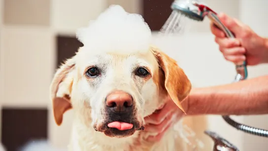Wag N' Wash