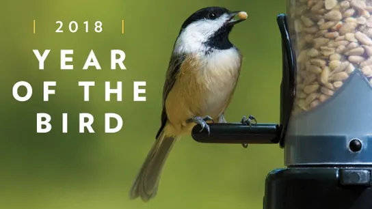 Wild Birds Unlimited Year of the Bird