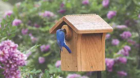 Wild Birds Unlimited Nesting