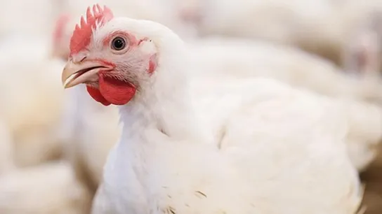 NRN: McDonald’s Forms Council to Improve Chicken Welfare