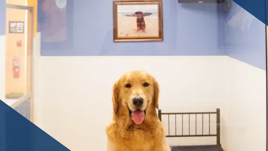 K9 Resorts and Luxury Spa
