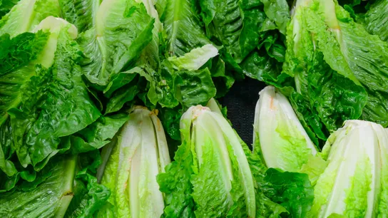 Romaine Lettuce