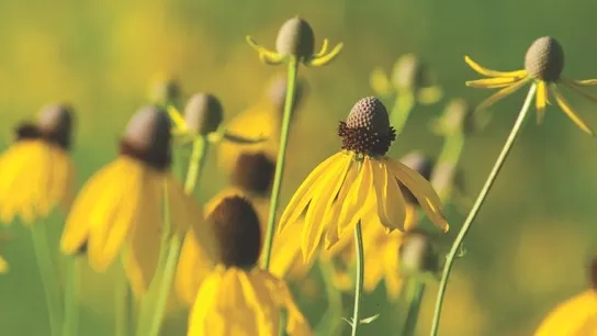 Planting Native Plants