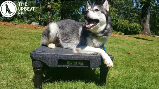 The Upbeat K9