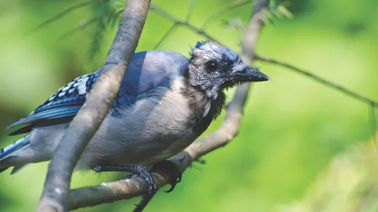 Wild Birds Unlimited Molting Season