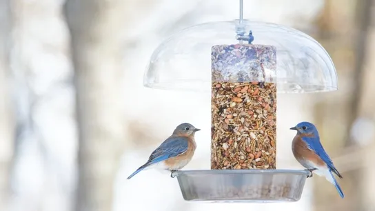 Wild Birds Unlimited