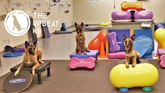 The Upbeat K9