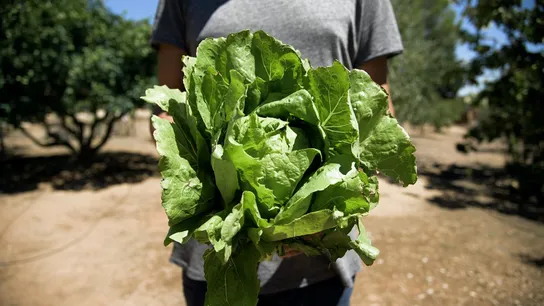 Romaine