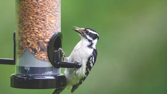 Wild Birds Unlimited