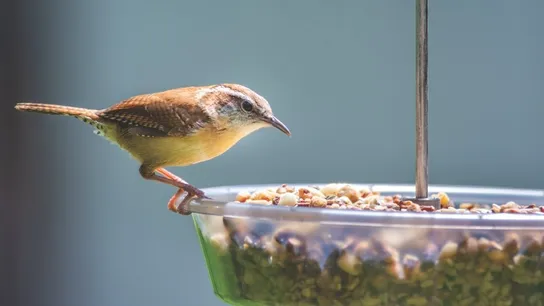 Wild Birds Unlimited