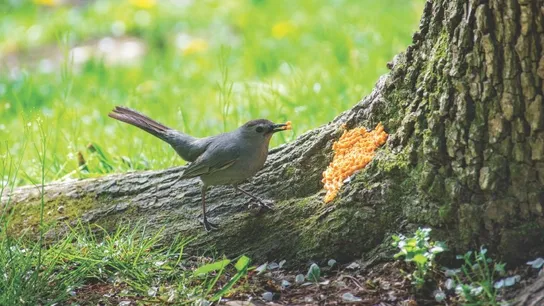 Wild Birds Unlimited
