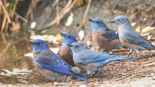 Wild Birds Unlimited