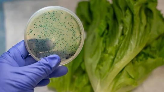 E. coli, romaine lettuce, romaine, FDA, California romaine, California E. coli