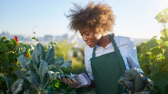 kale, food safety, pesticides