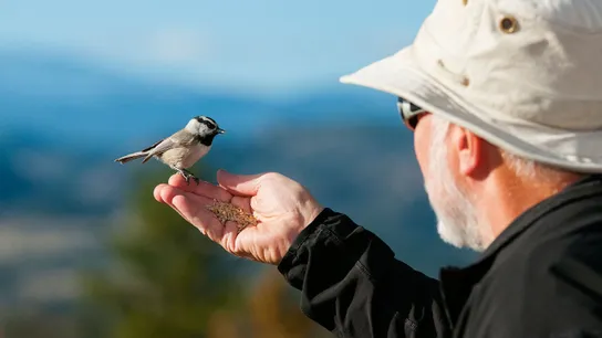 Wild Birds Unlimited