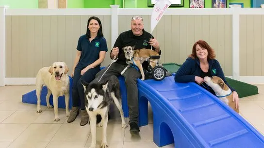 pet care business 