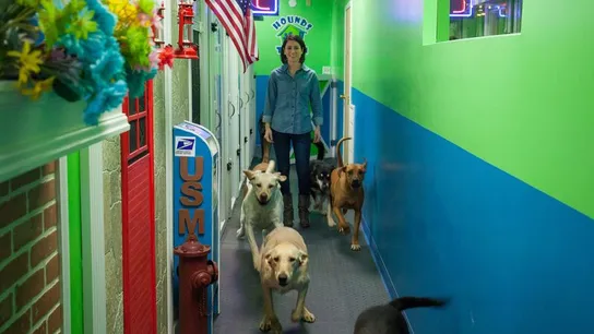 hounds town usa