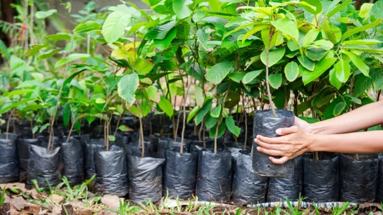 Reforestation