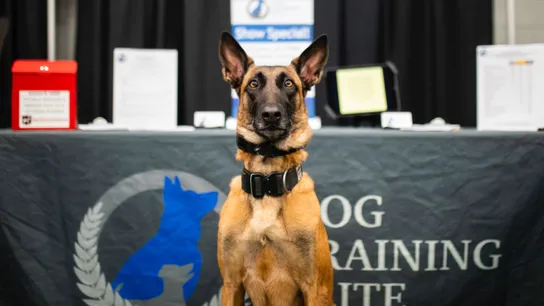 Raintree Aids Dog Training Elite in Growing to 243 Locations in Two Years, Exceeding Goal for 2022
