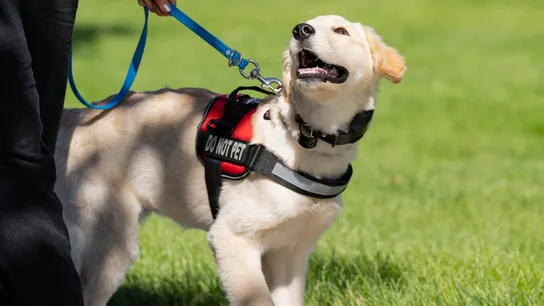 Photo of service dog wearing red "DO NOT PET" vest, on a blue leash, looking up at handler