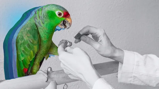 Design with image of colorful bird against black and white background, hands reaching in from right