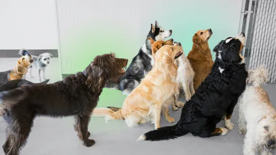 Photo of group of dogs standing together in day care facility