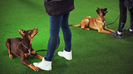 Photo of two dark dogs, laying on turf, looking up at handlers/trainers