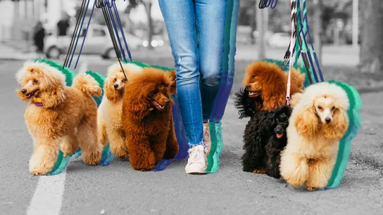 The Top 15 Mobile and In-Home Pet Care Franchises for 2025