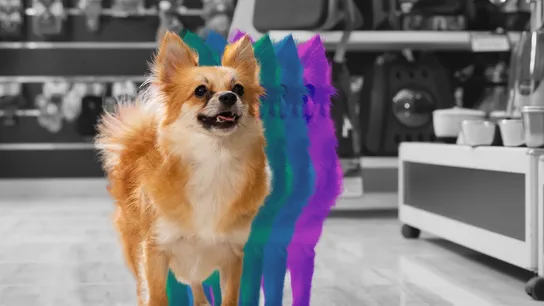 The Top 10 Tips for Buying a Pet Franchise Every Buyer Should Know