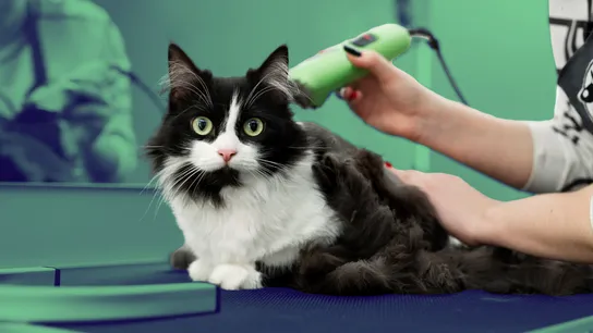 The 15 Top Pet Grooming Franchises To Consider for 2025