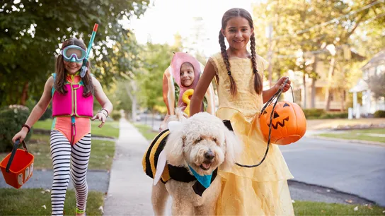 How To Keep Your Dog Safe and Calm This Halloween, According to Dog Training Experts
