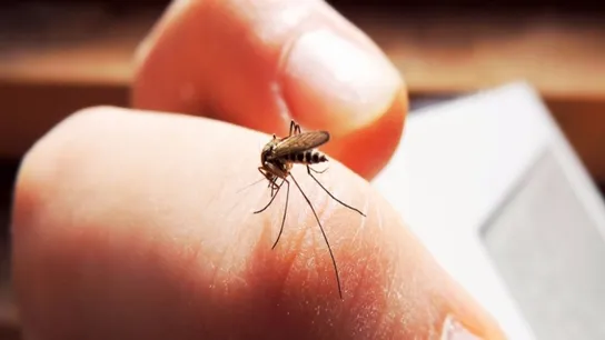 mosquito