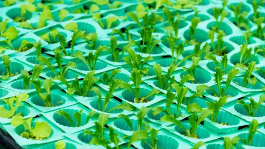 future of food 